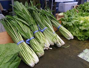 catalogna-puntarelle chicory