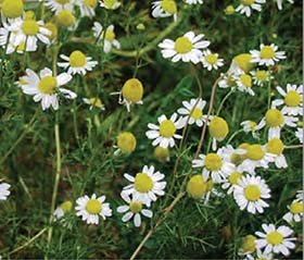 chamomile flowerheads