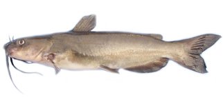 Channel catfish