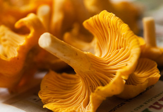 chanterelle mushroom