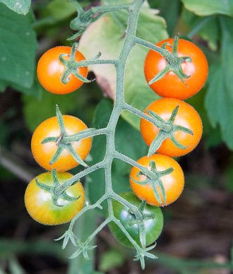 cherry tomatoes