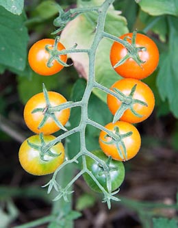 cherry tomatoes