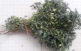 chickpea on a plant