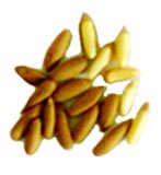 Chilgoza pine nuts