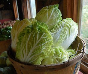chinese-napa-cabbage