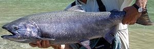 salmon chinook