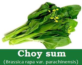 Top 10 Choy Sum Chinese Flowering Cabbage Nutrition Facts And Health Benefits