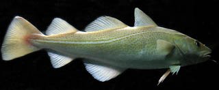 Atlantic cod