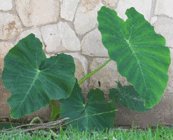 colocasia esculenta plant