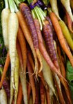 colorful carrots