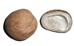 dry coconut or copra