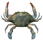 Blue crab