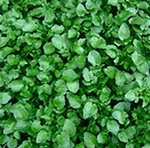 watercress greens