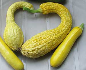 crookneck squash with zucchini