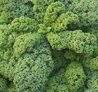 Curly leaf kale