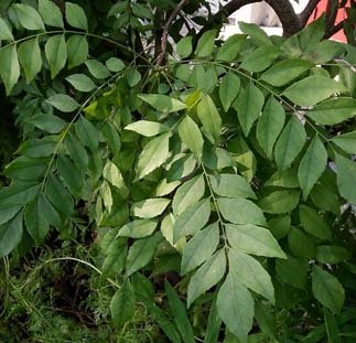 Curry leaf plant