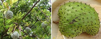 custard-apple-and-soursop