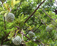 sweetsop