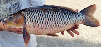 Common carp-Cyprinus