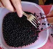 de-stemming-of-elderberry using a fork