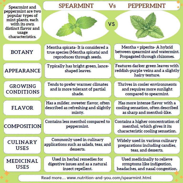 Spearmint Vs Peppermint Tea Benefits: Which is Healthier?