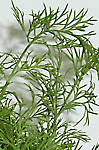 Dill sprigs