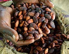 sundried cocoa beans