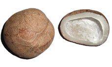 dried coconut or copra