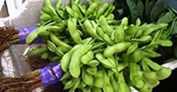 edamame-pods-on-plant