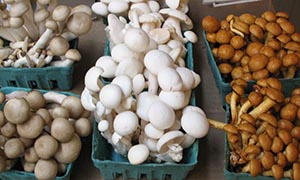 Edible mushrooms