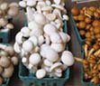 edible mushrooms