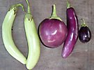 Eggplant varieties