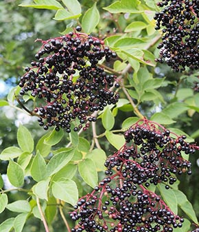 elderberries