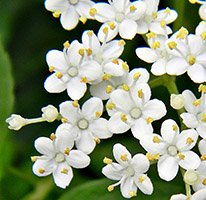 beautiful cream white elderberry flowers