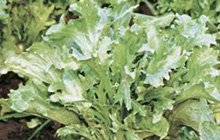 endive plant with blanched leaves