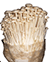 enoki mushroom