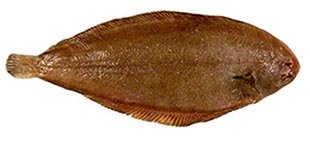 European dover sole