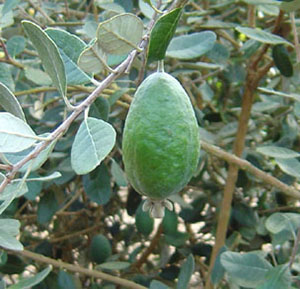 feijoa