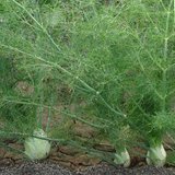 bulb fennel