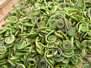 Fiddlehead ferns