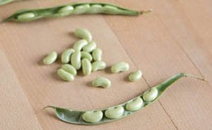 Flageolet beans