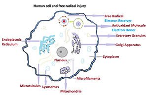 Human cell and mechanism of free radicals injury