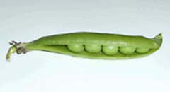 garden peas