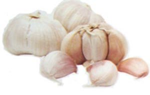 Garlic