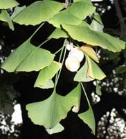 ginkgo fruits in a tree