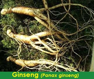 Panax ginseng