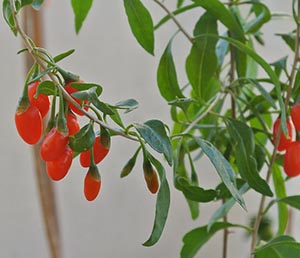 goji berries