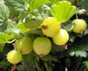 gooseberries