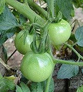 Green raw tomatoes