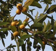 guava plant-psidium guajava